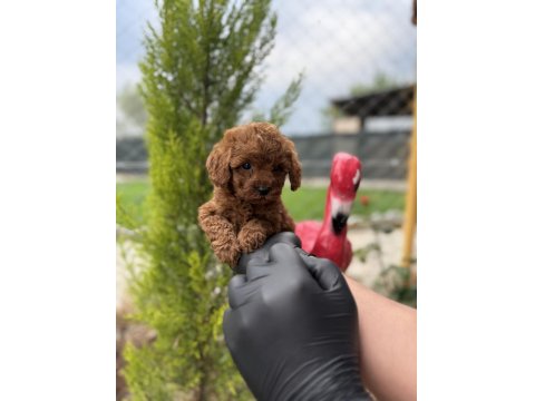 Toy Poodle Bebekler Irk Garantili