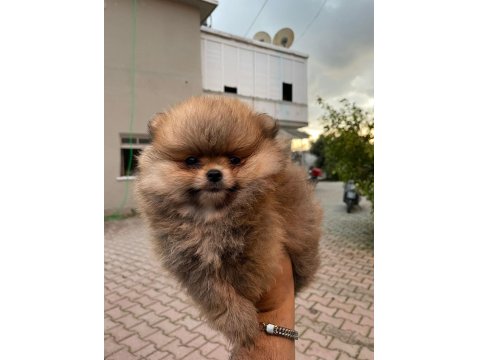 Sağlık Ve Irk Garantili Pomeranian Yavrularımız