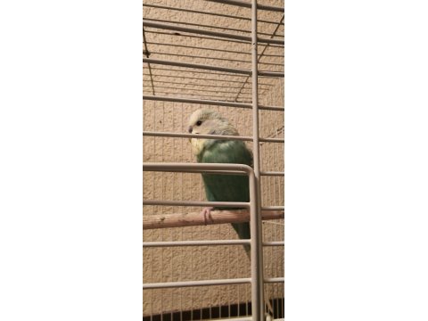 Yavru Muhabbet Kuşu