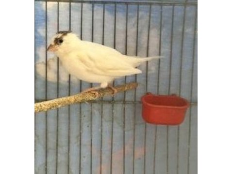 Beşiktaşlı Erkek Kanarya (2025)