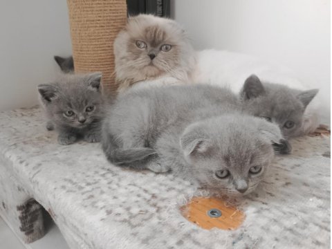 British Shorthair Ve Scottish Fold Yavrular
