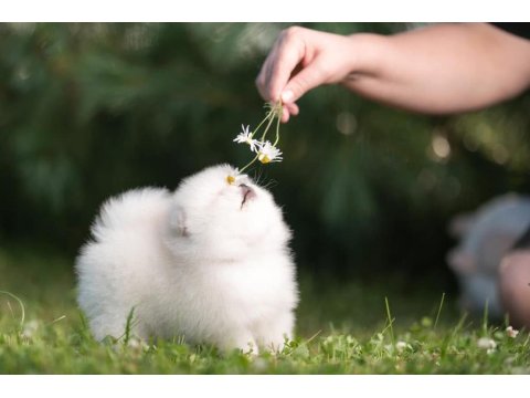 Pomeranian Boo Teddy Bear Yavrularımız