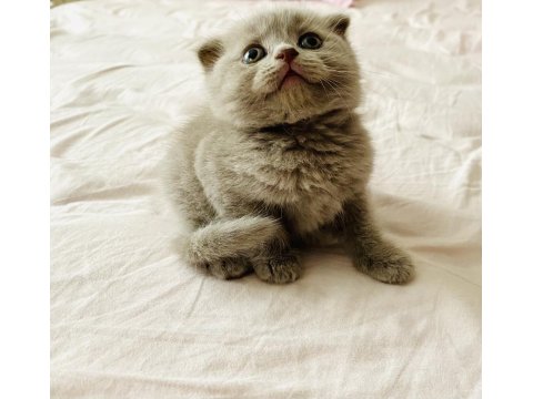 45 Günlük Lılac Ve Gri Scottish Fold Bebekler