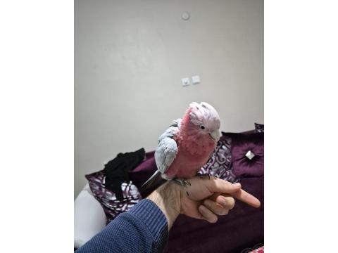 Gül Kakadu İçin Açıklamayı Okuduktan Sonra İletişime Geçebilirsiniz