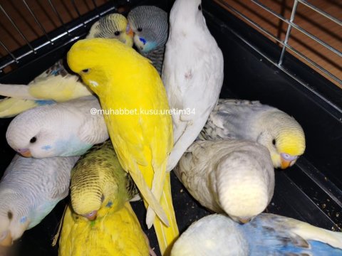 Tüm İstanbul İlçelerine Adrese Teslim Muhabbet Kuşu