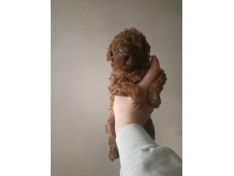 Toy Poodle Cinsi Yavru Köpekler