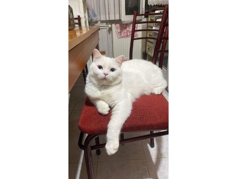 Uysal Kedimi Ücretsiz Sahiplendiriyorum