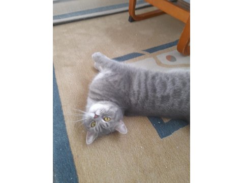 British Shorthaır Dişi (Ücretsiz)