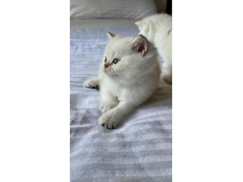 Şecereli Anne Babadan Son Yavru Kedimiz