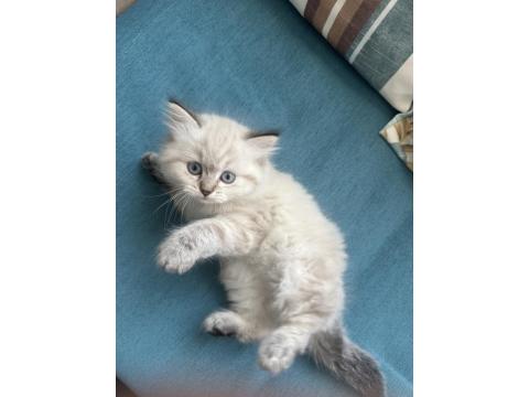 1.5 Aylık Mavi Gözlü British Longhair Yavru