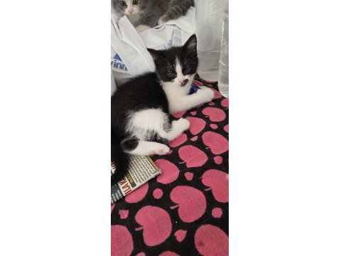 3 Adet Dişi Erkek Kedimiz Sahiplendirilecek Kedi