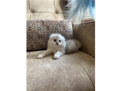 Full Şecereli Anne Babanın Scottish Fold Longhair Bebeği