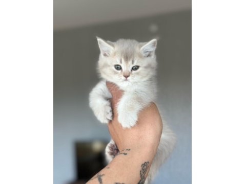 Yavrumuz Yeni Yuvasını Arıyor Ayı Surat British Yavrular