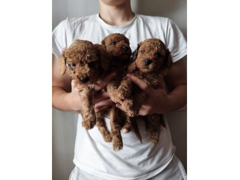 Toy Poodle Köpeğimiz