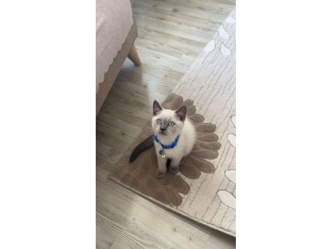 British Shorthair Blue Point