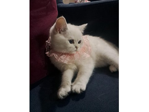 Dünya Güzeli British Shorthair