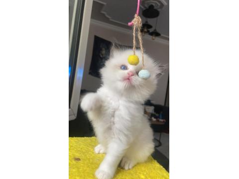 Safkan Ragdoll Yavrular