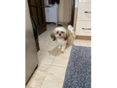 11 Aylık Dişi Shih-Tzu