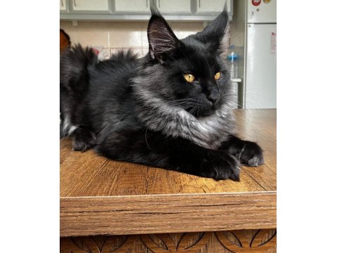 Anne Baba Scr Kayıtlı Maine Coon Yavru Kediler