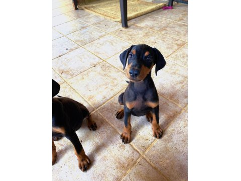 Safkan Doberman Köpeklerimiz