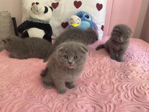 Bal Küpü Scottish Fold Yavrular