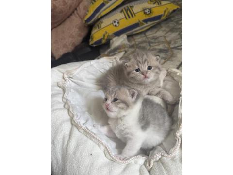 20 Günlük Kedilerimiz Anne Scottish Baba British