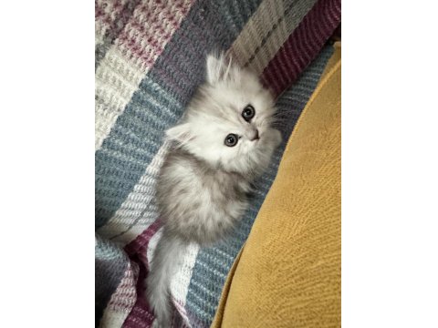 Muhteşem Chinchilla Kedisi Bebeklerim Ömürlük Yuvalarını Bekliyor