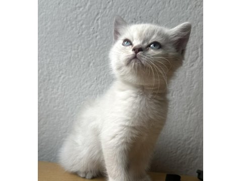 British Blue Point Erkek 1.5 Aylık Kedimiz