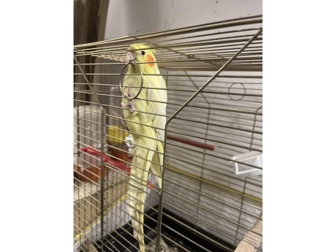 1,5 Yaşında Erkek Sultan Papağanı