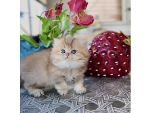 British Longhair Golden Ny