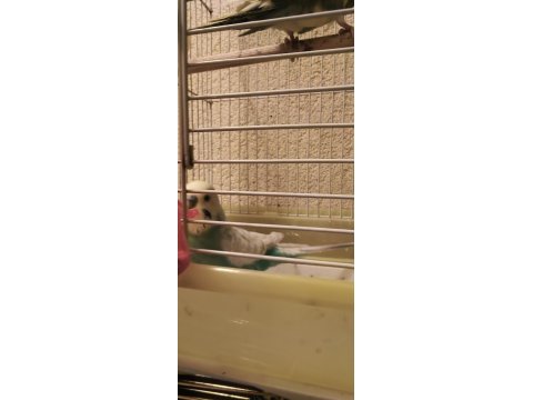 Yavru Muhabbet Kuşu