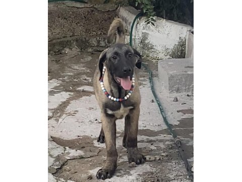 Köpeğimizi Sahiplendiriyoruz