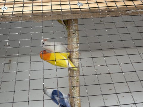 Cennet Papağanlarımız