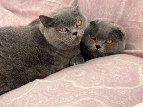 Birbirine Alışkın İki Safkan Dost Kediler Yeni Yuvalarını Arıyor