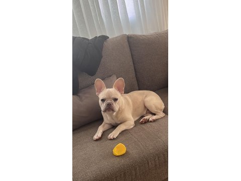 Masrafsız French Bulldog