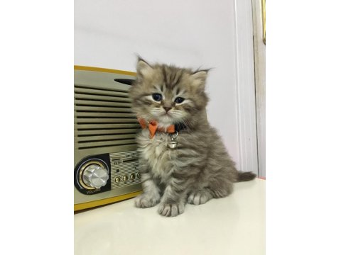 British Longhair Golden Ve Red Point Yavrularımız