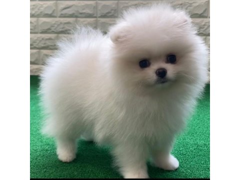Teddy Bear Pomeranian Yavruları