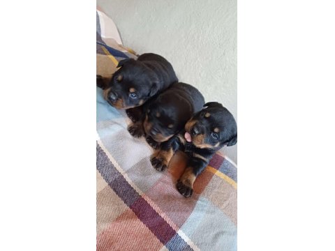 Sağlıklı Rottweiler Yavrular