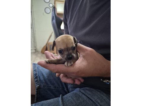 Chihuahua 1 Aylık Yavrularımız
