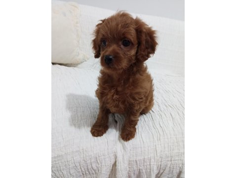 Red Brown Toy Poodle
