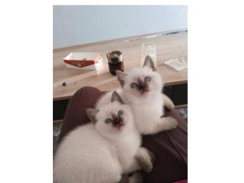A Kalite Bluepoint Safkan British Shorthair Kediler Teslime Hazır
