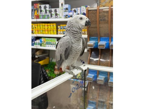 7 Aylık Yavru Jako Papağanı