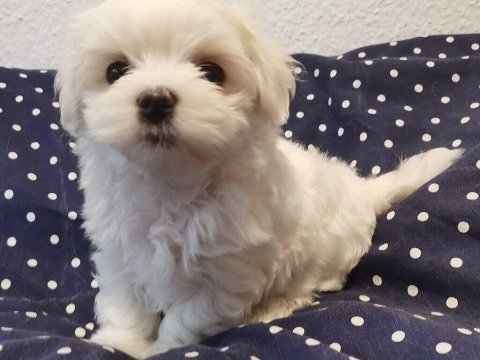 Maltese Terrier Sıfır Numara Oyuncu Ve Sevgi Dolu Köpeğimiz