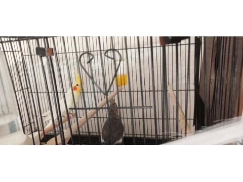 Acil Kafes Ve Yuvalık İçinde Çift Sultan Papağanı