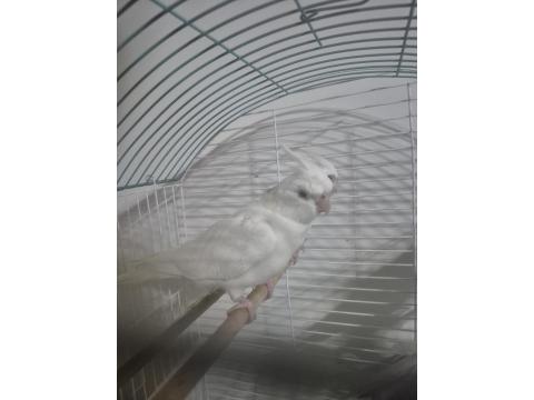 Albino Sultan Papağanı