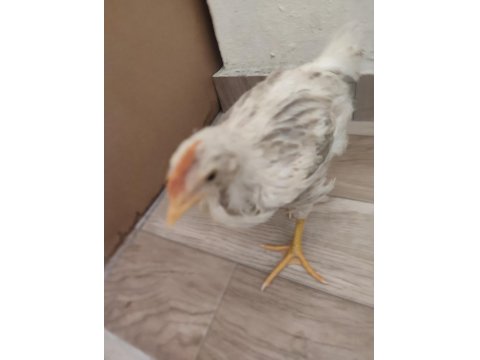 Ötmeye Yaklaşan Horoz Civcivleri