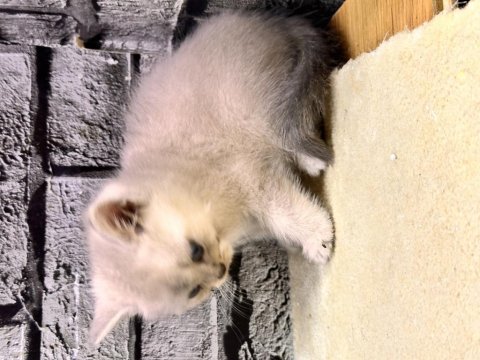 British Shorthair Lynx Point