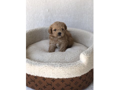 Maltipoo A Kalite Yavrular