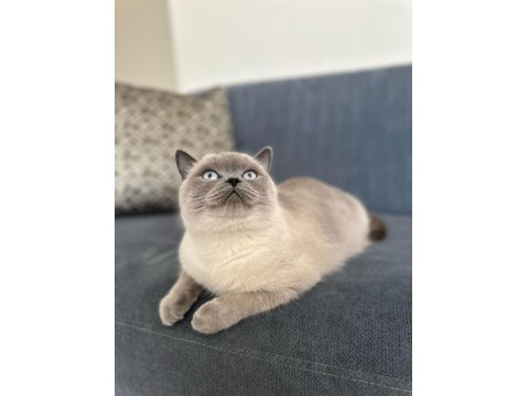 1,5 Yaşında Kısırlaştırılmış British Shorthair Kızımız