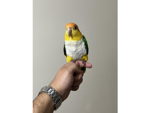 Caique Papağanı Süper Formda